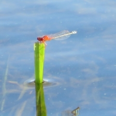 Xanthagrion erythroneurum at Pejar, NSW - 7 Mar 2020 04:27 PM