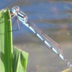 Austrolestes annulosus (Blue Ringtail) at Pejar, NSW - 7 Mar 2020 by Christine