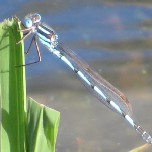 Austrolestes annulosus at Pejar, NSW - 7 Mar 2020 04:42 PM