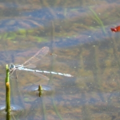 Austrolestes annulosus at Pejar, NSW - 7 Mar 2020 04:42 PM