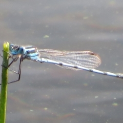 Austrolestes annulosus at Pejar, NSW - 7 Mar 2020