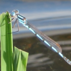 Austrolestes annulosus at Pejar, NSW - 7 Mar 2020