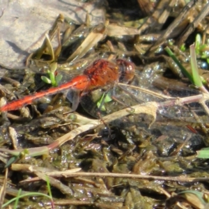 Diplacodes bipunctata at Pejar, NSW - 7 Mar 2020