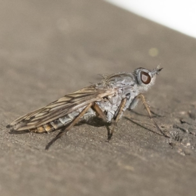 Anabarhynchus sp. (genus) (Stiletto Fly (Sub-family Therevinae)) at Illilanga & Baroona - 24 Apr 2020 by Illilanga