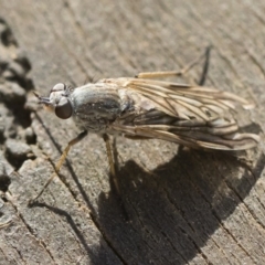 Anabarhynchus sp. (genus) at Michelago, NSW - 24 Apr 2020