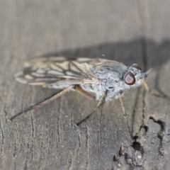 Anabarhynchus sp. (genus) at Michelago, NSW - 24 Apr 2020