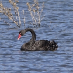 Cygnus atratus (Black Swan) at Illilanga & Baroona - 27 Apr 2020 by Illilanga