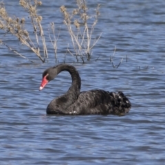 Cygnus atratus (Black Swan) at Michelago, NSW - 27 Apr 2020 by Illilanga