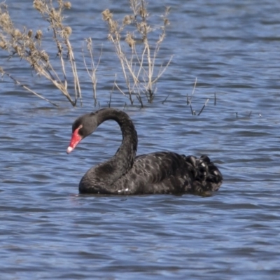Cygnus atratus (Black Swan) at Illilanga & Baroona - 27 Apr 2020 by Illilanga