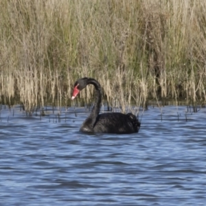 Cygnus atratus at Michelago, NSW - 27 Apr 2020