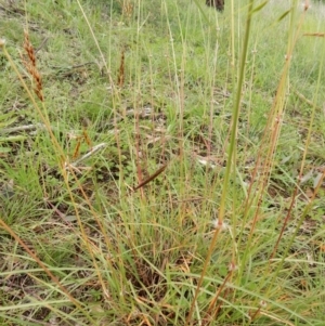 Sorghum leiocladum at Flynn, ACT - 2 May 2020