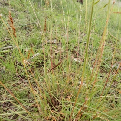 Sorghum leiocladum (Wild Sorghum) at Mount Rogers - 2 May 2020 by Rosie