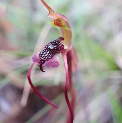 Chiloglottis reflexa (Short-clubbed Wasp Orchid) at Black Mountain - 2 May 2020 by shoko