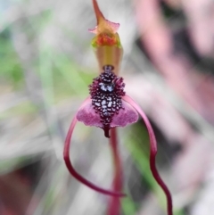 Chiloglottis reflexa at Hackett, ACT - 2 May 2020