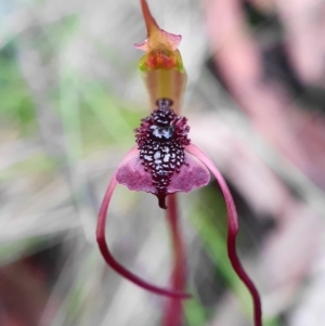 Chiloglottis reflexa at Hackett, ACT - suppressed