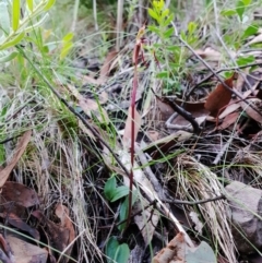 Chiloglottis reflexa at Hackett, ACT - suppressed