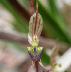 Acianthus exsertus (Large Mosquito Orchid) at Hackett, ACT - 2 May 2020 by shoko