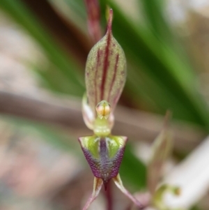 Acianthus exsertus at Hackett, ACT - 2 May 2020