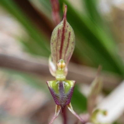 Acianthus exsertus (Large Mosquito Orchid) at Hackett, ACT - 2 May 2020 by shoko