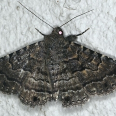 Diatenes aglossoides (An Erebid Moth) at Ainslie, ACT - 9 Dec 2019 by jb2602