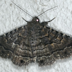 Diatenes aglossoides at Ainslie, ACT - 9 Dec 2019