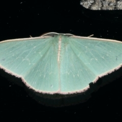 Chlorocoma (genus) (Emerald moth) at Ainslie, ACT - 9 Dec 2019 by jbromilow50