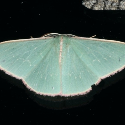 Chlorocoma (genus) (Emerald moth) at Ainslie, ACT - 9 Dec 2019 by jb2602