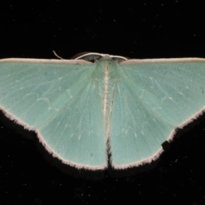 Chlorocoma (genus) at Ainslie, ACT - 9 Dec 2019 11:03 PM