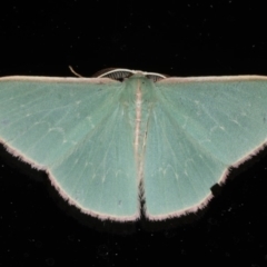 Chlorocoma (genus) (Emerald moth) at Ainslie, ACT - 9 Dec 2019 by jbromilow50