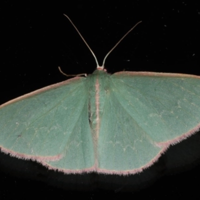 Chlorocoma (genus) (Emerald moth) at Ainslie, ACT - 9 Dec 2019 by jbromilow50