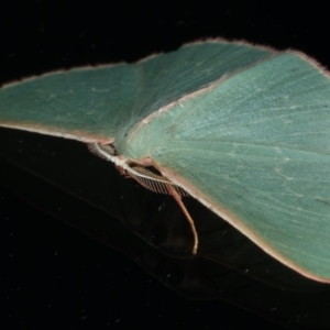 Chlorocoma (genus) at Ainslie, ACT - 9 Dec 2019 11:10 PM