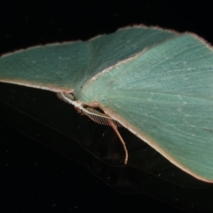 Chlorocoma (genus) at Ainslie, ACT - 9 Dec 2019