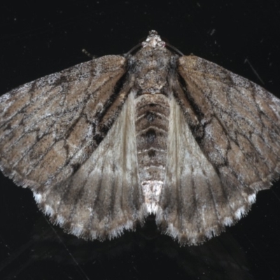 Rhuma argyraspis (Webbed Grey) at Ainslie, ACT - 9 Dec 2019 by jb2602