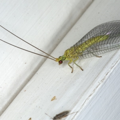 Calochrysa extranea (A green lacewing) at Ainslie, ACT - 9 Dec 2019 by jbromilow50