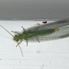 Mallada signatus (Green Lacewing) at Ainslie, ACT - 9 Dec 2019 by jb2602