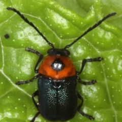 Aporocera (Aporocera) consors (A leaf beetle) at Ainslie, ACT - 9 Dec 2019 by jb2602