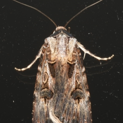 Agrotis munda (Brown Cutworm) at Ainslie, ACT - 9 Dec 2019 by jbromilow50