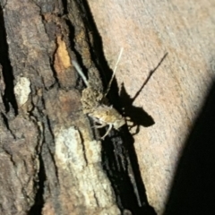 Fulgoroidea sp. (superfamily) (Unidentified fulgoroid planthopper) at Fowles St. Woodland, Weston - 2 Apr 2020 by AliceH