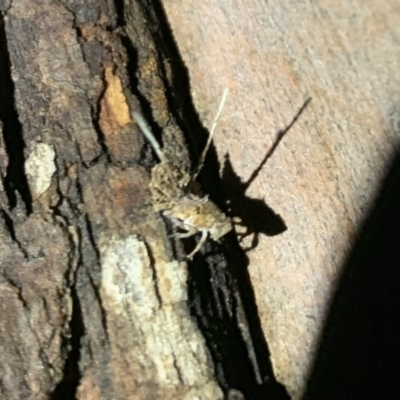 Fulgoroidea sp. (superfamily) (Unidentified fulgoroid planthopper) at Fowles St. Woodland, Weston - 2 Apr 2020 by AliceH