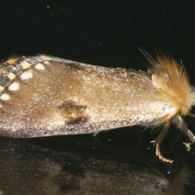 Epicoma contristis (Yellow-spotted Epicoma Moth) at Ainslie, ACT - 9 Dec 2019 by jb2602