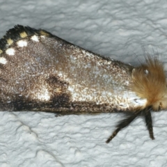 Epicoma contristis at Ainslie, ACT - 9 Dec 2019 09:42 PM