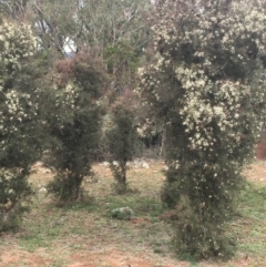 Hakea decurrens subsp. decurrens (Bushy Needlewood) at Majura, ACT - 2 May 2020 by JaneR