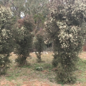 Hakea decurrens subsp. decurrens at Majura, ACT - 2 May 2020