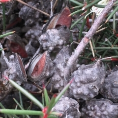 Hakea decurrens subsp. decurrens at Majura, ACT - 2 May 2020