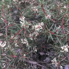 Hakea decurrens subsp. decurrens at Majura, ACT - 2 May 2020