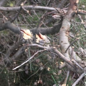 Hakea decurrens subsp. decurrens at Majura, ACT - 2 May 2020