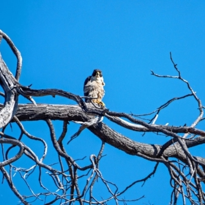 Falco peregrinus (Peregrine Falcon) at Lower Molonglo - 28 Apr 2020 by Philip