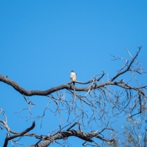 Falco peregrinus at Molonglo River Reserve - 28 Apr 2020