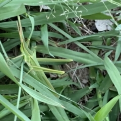 Acrida conica (Giant green slantface) at Fowles St. Woodland, Weston - 9 Mar 2020 by AliceH