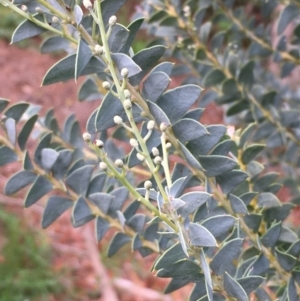 Acacia cultriformis at Fyshwick, ACT - 7 Apr 2020